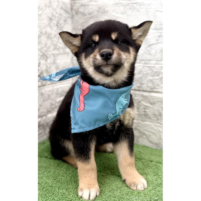 販売中の埼玉県の柴犬-417508の4枚目