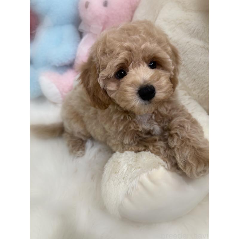 販売中の香川県のビションプー:ビションフリーゼ×トイプードル-417286の4枚目