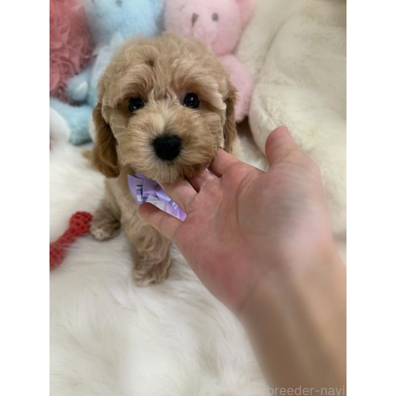 販売中の香川県のビションプー:ビションフリーゼ×トイプードル-417286の3枚目