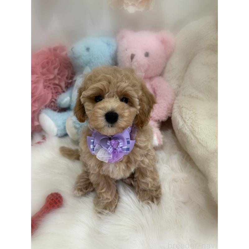 販売中の香川県のビションプー:ビションフリーゼ×トイプードル-417286の2枚目