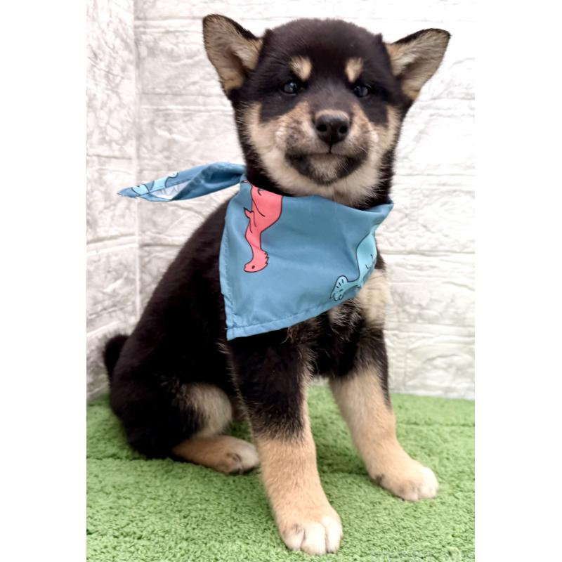 販売中の埼玉県の柴犬-417508の3枚目