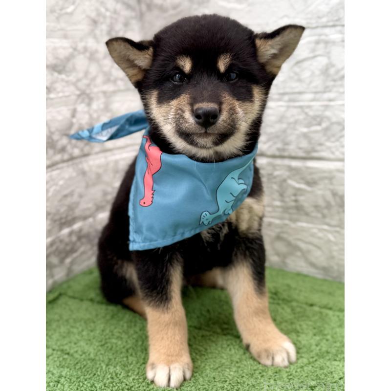 販売中の埼玉県の柴犬-417508の2枚目