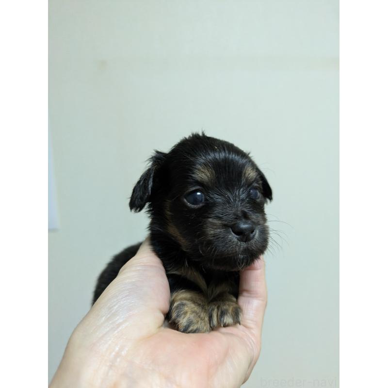 成約済の愛知県のチワックス:チワワ×ミニチュアダックスフンド-425002の2枚目