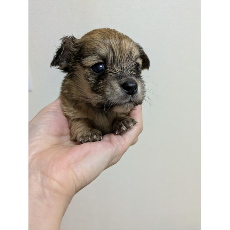 成約済の愛知県のチワックス:チワワ×ミニチュアダックスフンド-425004の2枚目