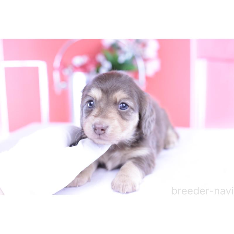 販売中の愛知県のカニンヘンダックスフンド(ロングヘアード)-426211の10枚目