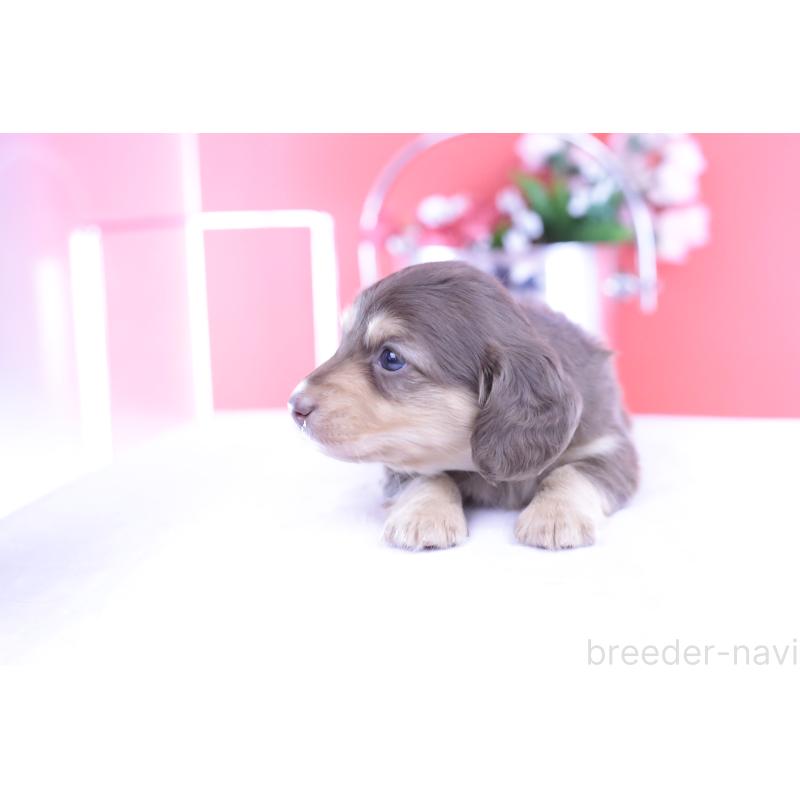 販売中の愛知県のカニンヘンダックスフンド(ロングヘアード)-426211の6枚目