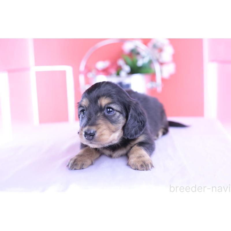 販売中の愛知県のカニンヘンダックスフンド(ロングヘアード)-426212の11枚目