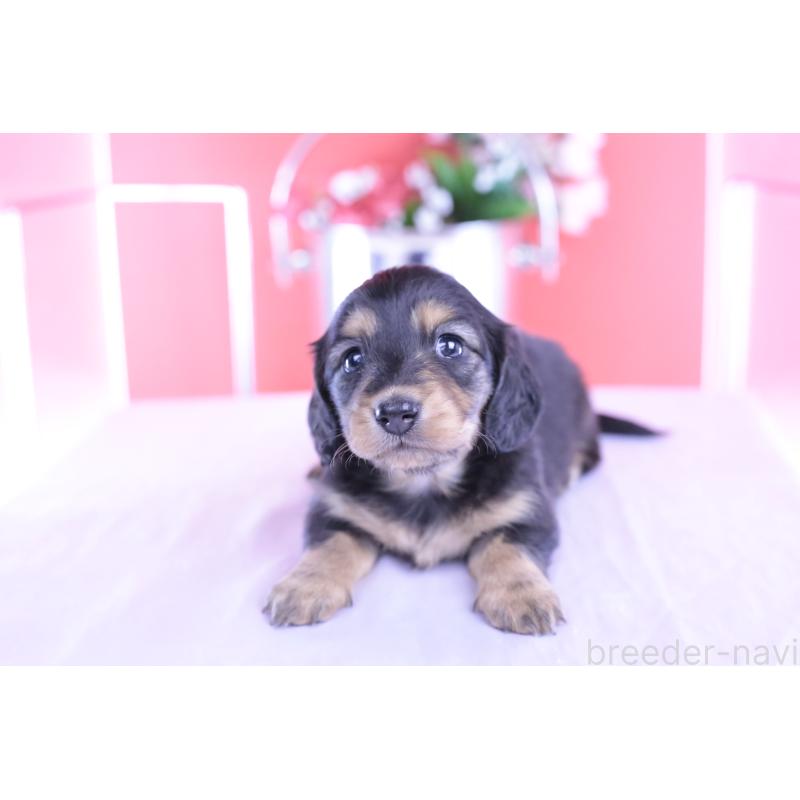 販売中の愛知県のカニンヘンダックスフンド(ロングヘアード)-426212の10枚目