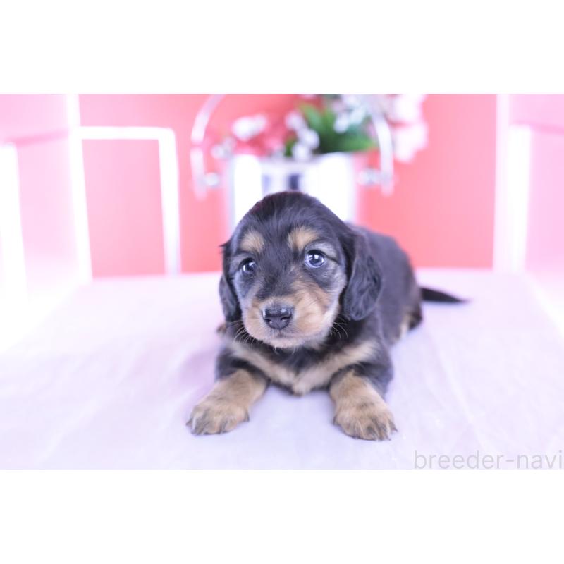 販売中の愛知県のカニンヘンダックスフンド(ロングヘアード)-426212の9枚目