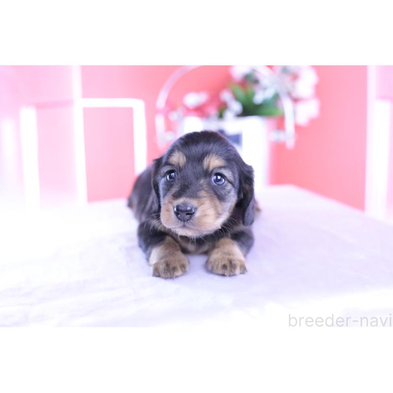 販売中の愛知県のカニンヘンダックスフンド(ロングヘアード)-426212の8枚目