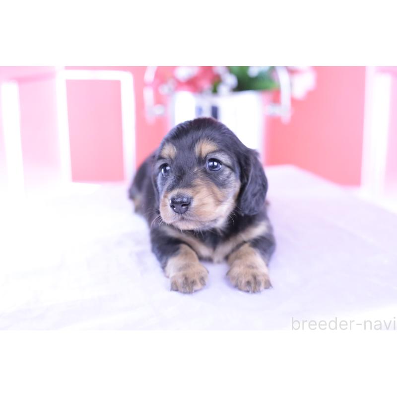 販売中の愛知県のカニンヘンダックスフンド(ロングヘアード)-426212の6枚目