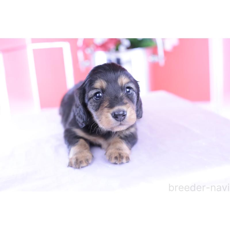 販売中の愛知県のカニンヘンダックスフンド(ロングヘアード)-426212の4枚目