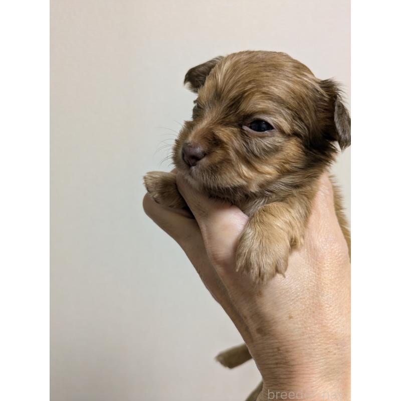 成約済の愛知県のチワックス:チワワ×ミニチュアダックスフンド-425007の2枚目