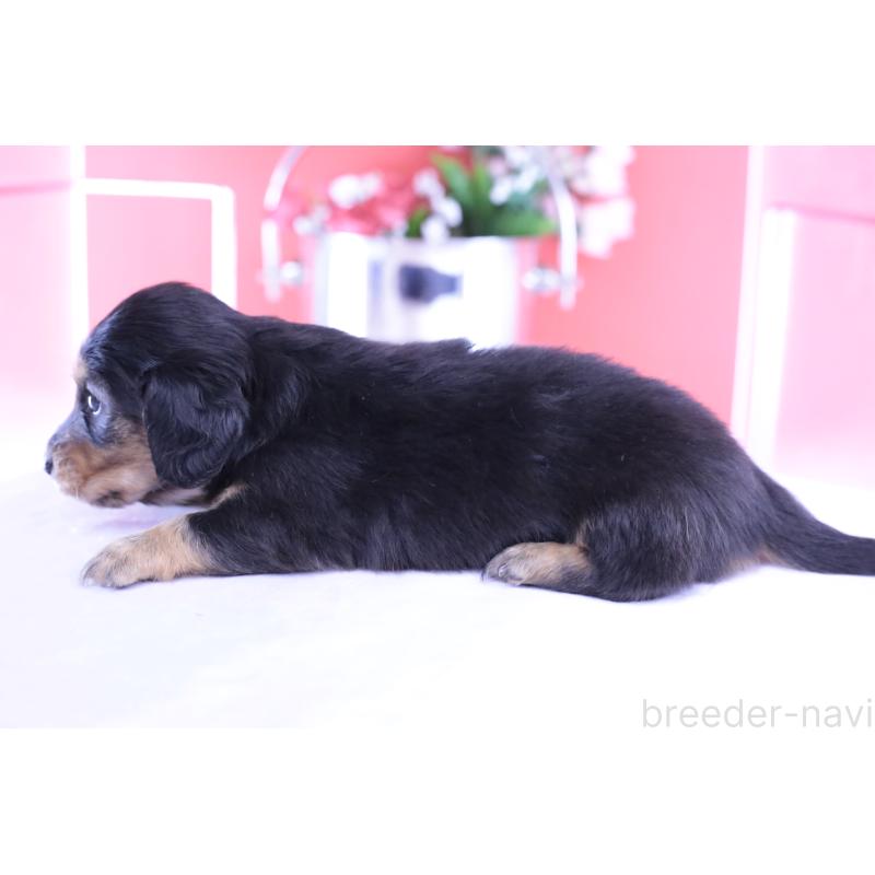 販売中の愛知県のカニンヘンダックスフンド(ロングヘアード)-426212の3枚目