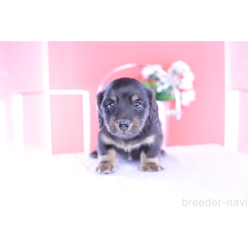 販売中の愛知県のカニンヘンダックスフンド(ロングヘアード)-426214の9枚目