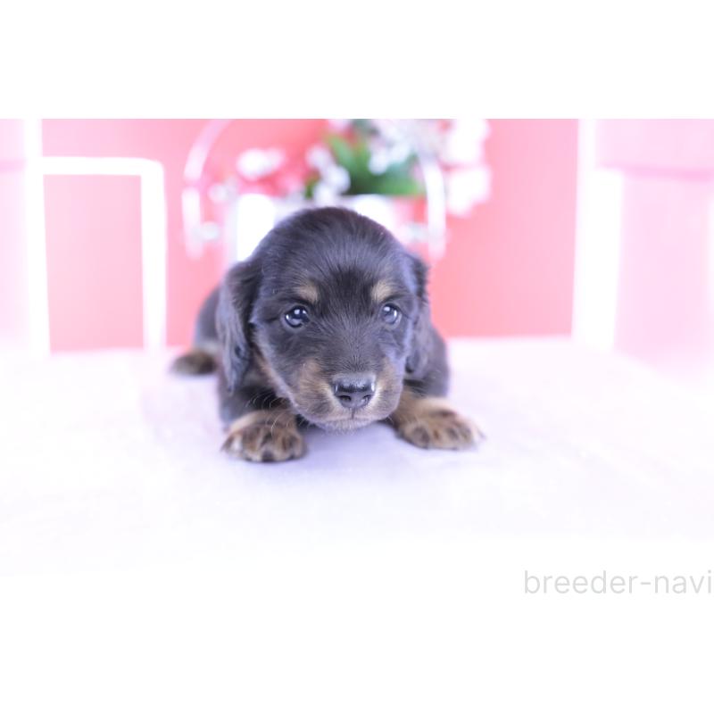 販売中の愛知県のカニンヘンダックスフンド(ロングヘアード)-426214の8枚目