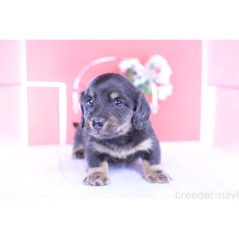 販売中の愛知県のカニンヘンダックスフンド(ロングヘアード)-426214の7枚目