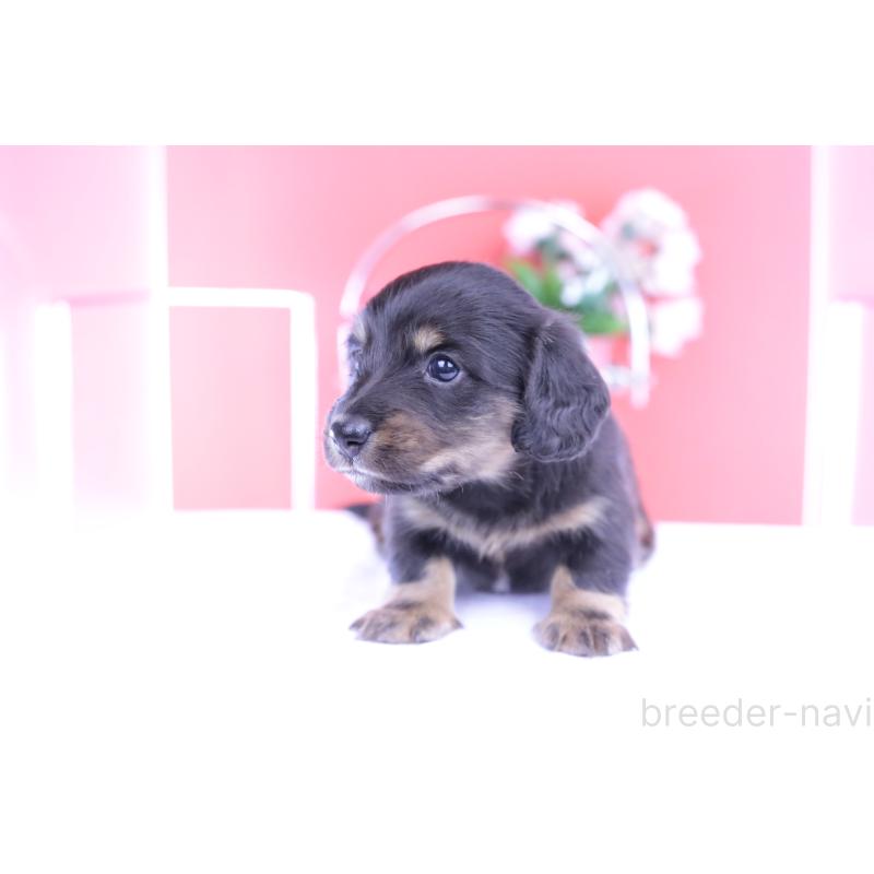 販売中の愛知県のカニンヘンダックスフンド(ロングヘアード)-426214の6枚目