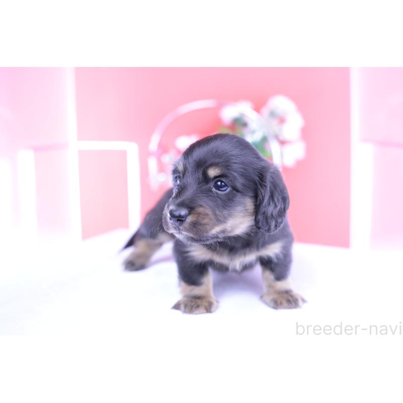 販売中の愛知県のカニンヘンダックスフンド(ロングヘアード)-426214の5枚目