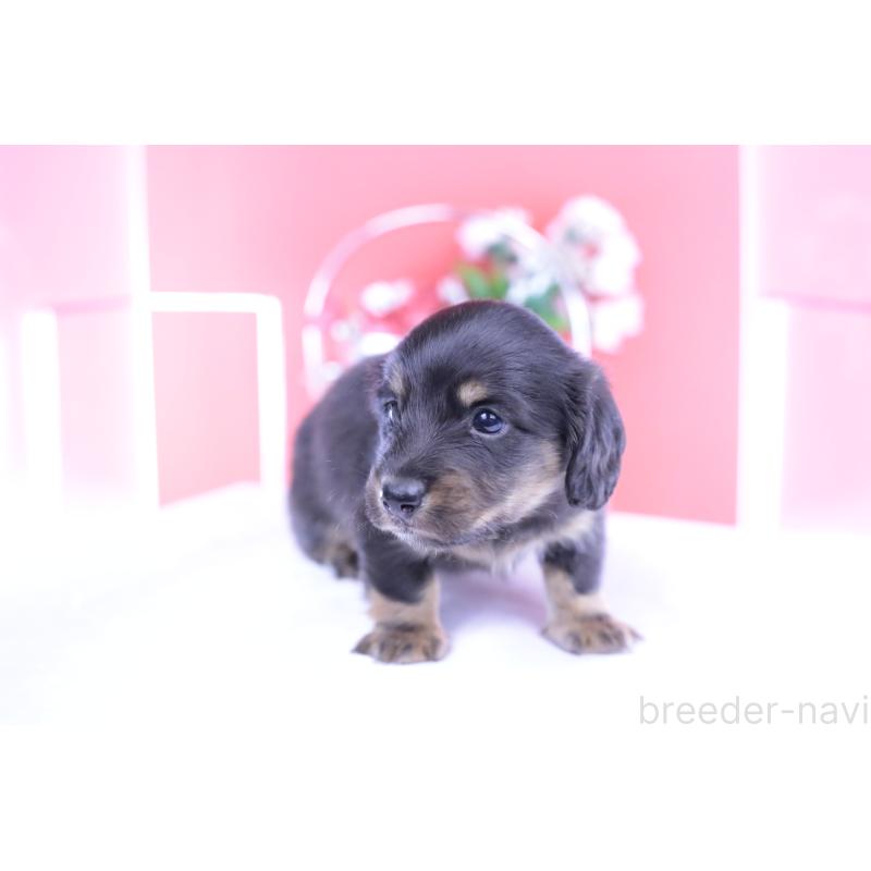 販売中の愛知県のカニンヘンダックスフンド(ロングヘアード)-426214の4枚目