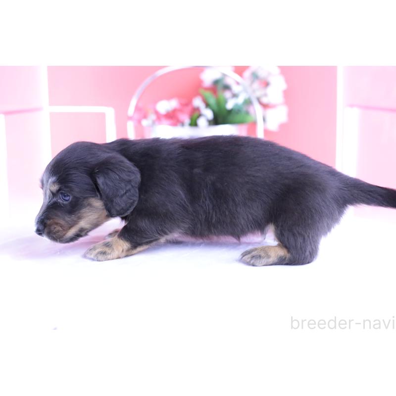 販売中の愛知県のカニンヘンダックスフンド(ロングヘアード)-426214の3枚目