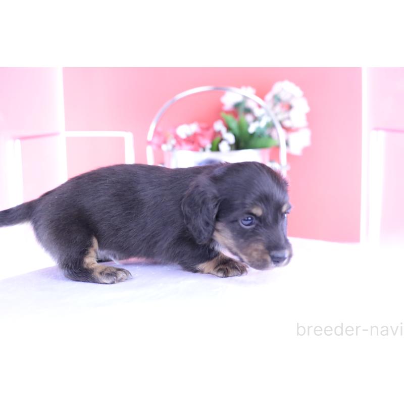 販売中の愛知県のカニンヘンダックスフンド(ロングヘアード)-426214の2枚目