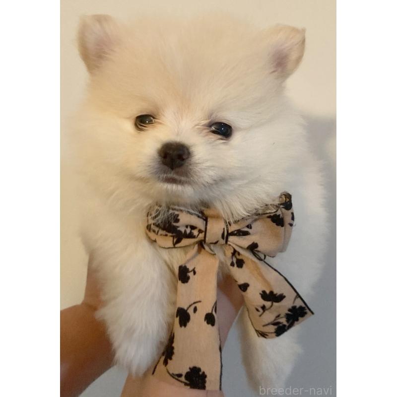 成約済の福岡県のポメラニアン-424474の3枚目