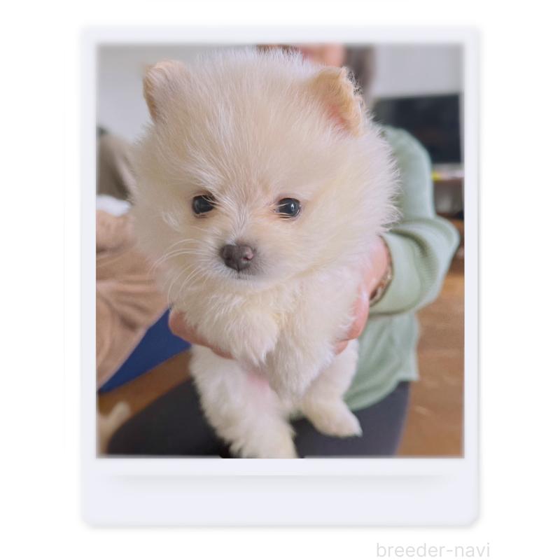 成約済の福岡県のポメラニアン-424474の2枚目