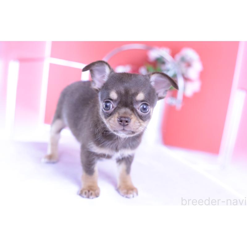 成約済の愛知県のチワワ(スムースコート)-422305の6枚目