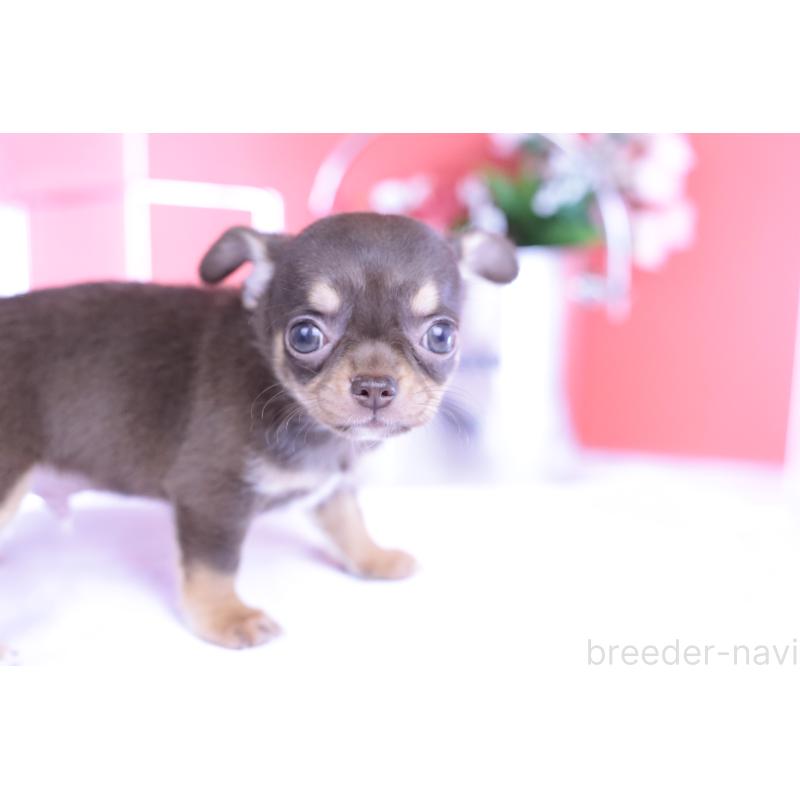 成約済の愛知県のチワワ(スムースコート)-422305の5枚目