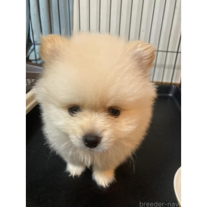 販売中の福岡県のポメラニアン-424343