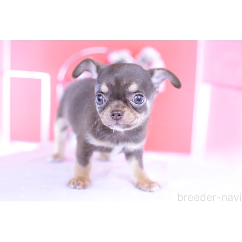 成約済の愛知県のチワワ(スムースコート)-422305の3枚目