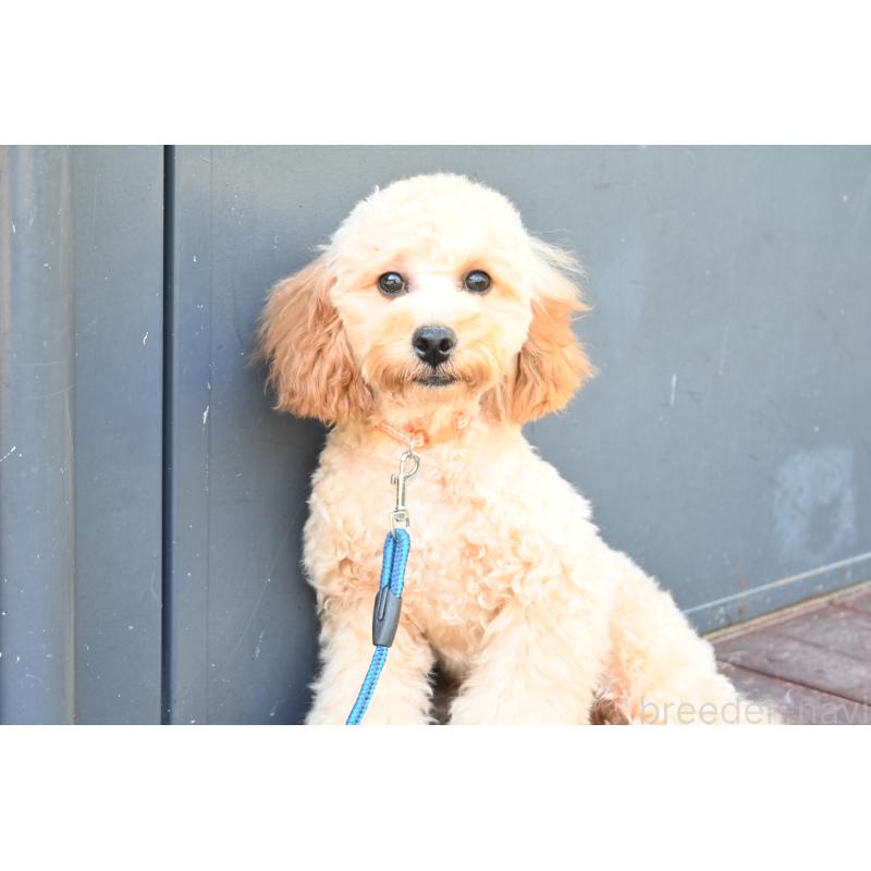 販売中の山口県のトイプードル-426220の7枚目