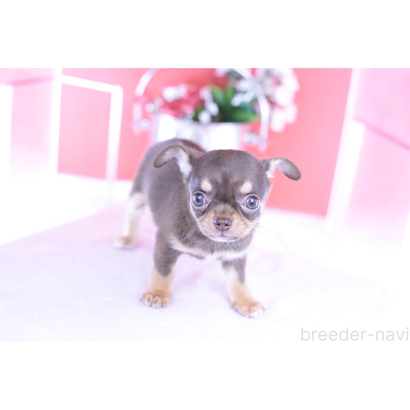 成約済の愛知県のチワワ(スムースコート)-422305の2枚目