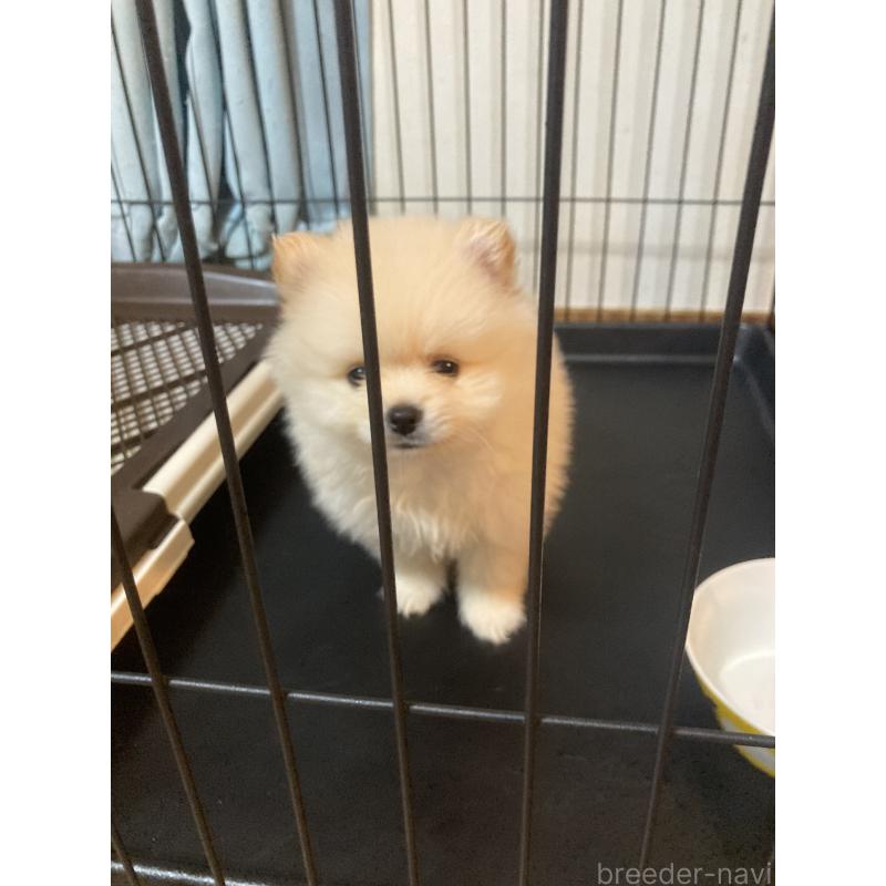 商談中の福岡県のポメラニアン-424343の3枚目