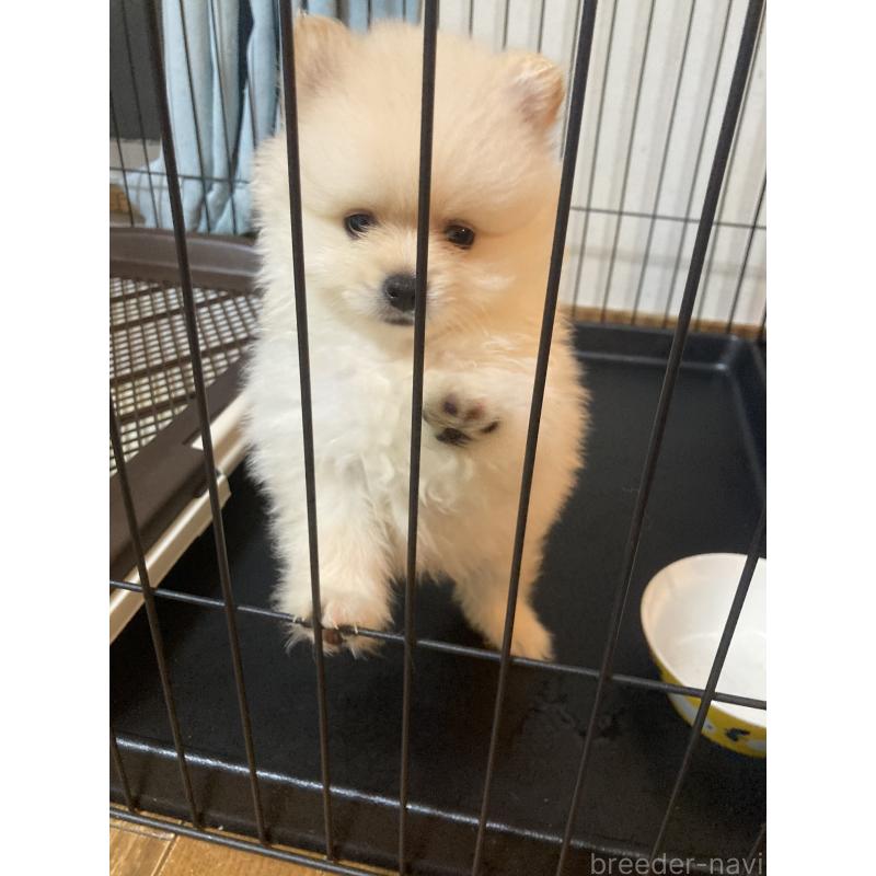 商談中の福岡県のポメラニアン-424343の2枚目