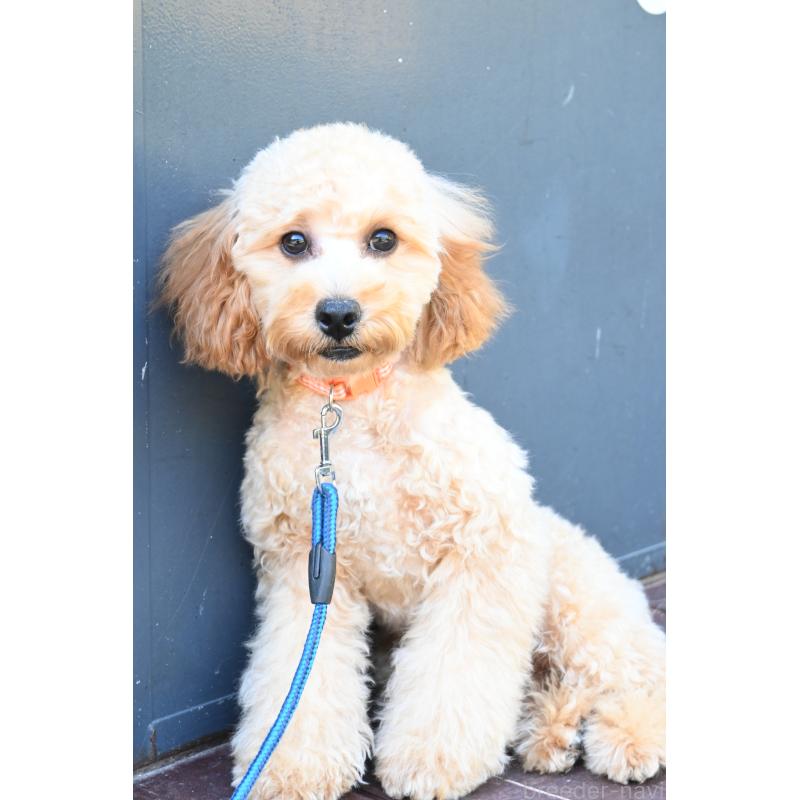 販売中の山口県のトイプードル-426220の6枚目