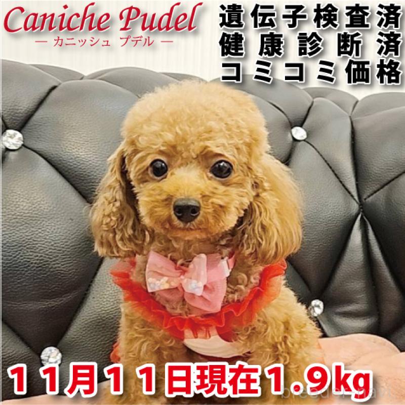 販売中の岐阜県のティーカッププードル-426216の1枚目