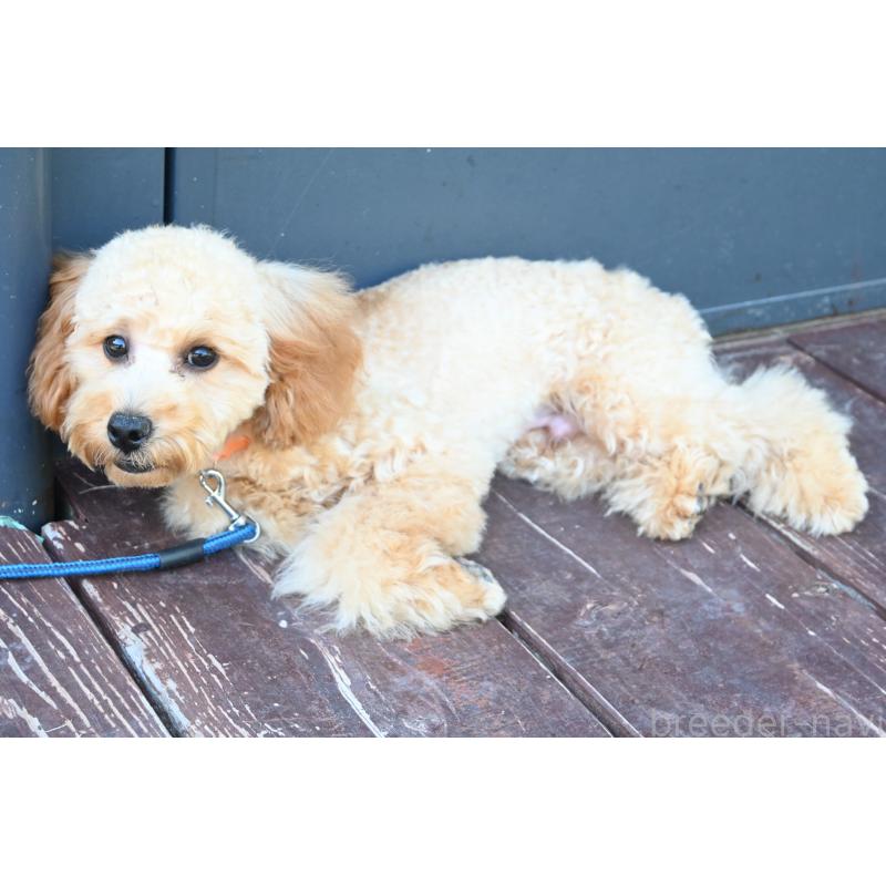 販売中の山口県のトイプードル-426220の5枚目