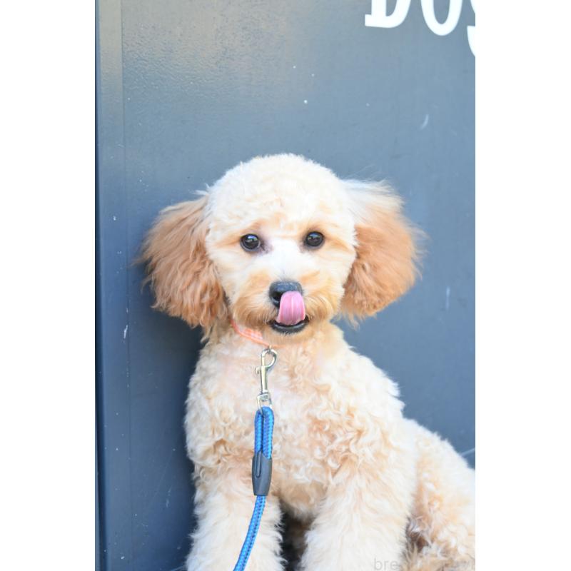 販売中の山口県のトイプードル-426220の4枚目