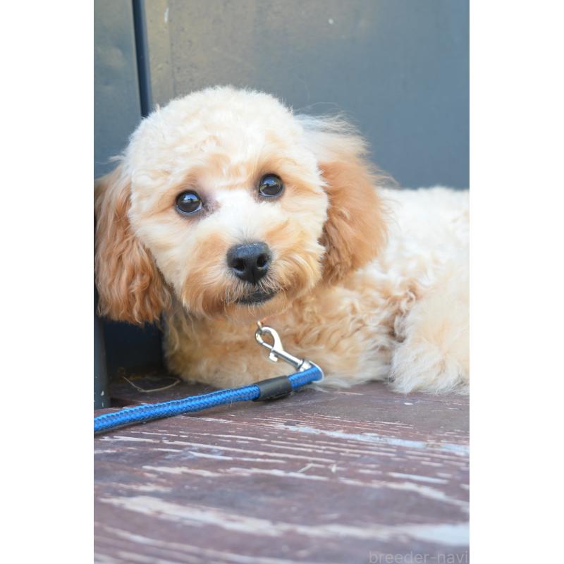 販売中の山口県のトイプードル-426220の3枚目