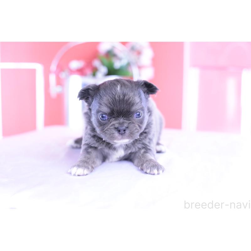 販売中の愛知県のチワワ(ロングコート)-426219の10枚目