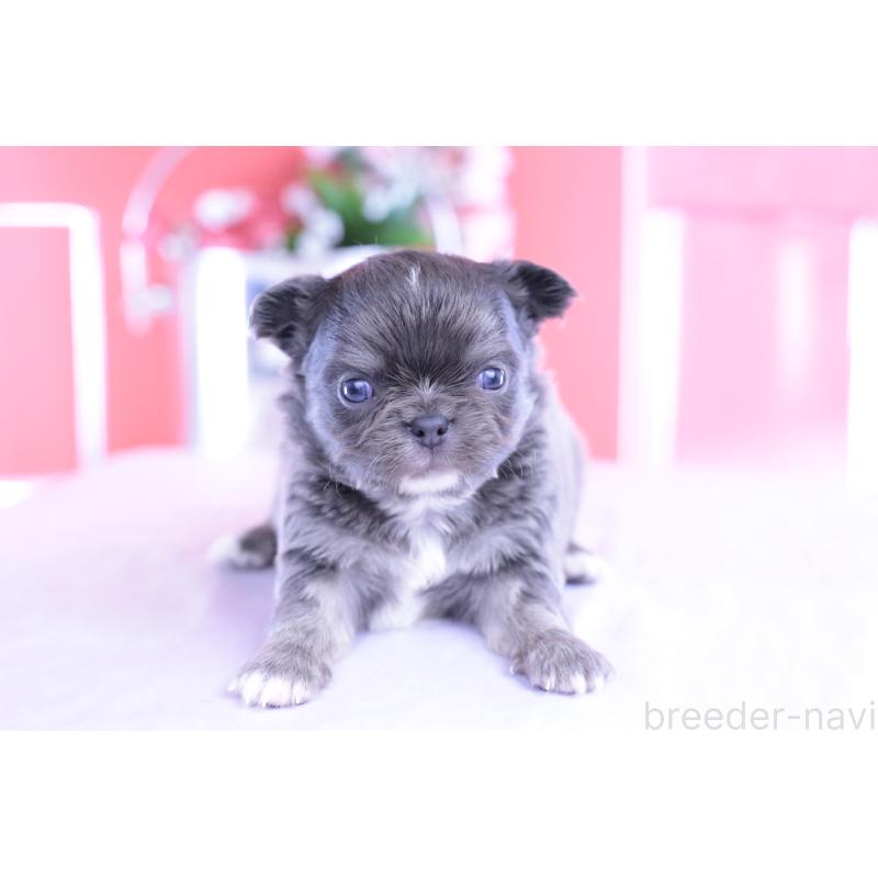 販売中の愛知県のチワワ(ロングコート)-426219の9枚目