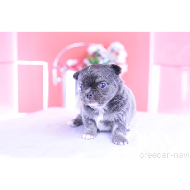 販売中の愛知県のチワワ(ロングコート)-426219の8枚目