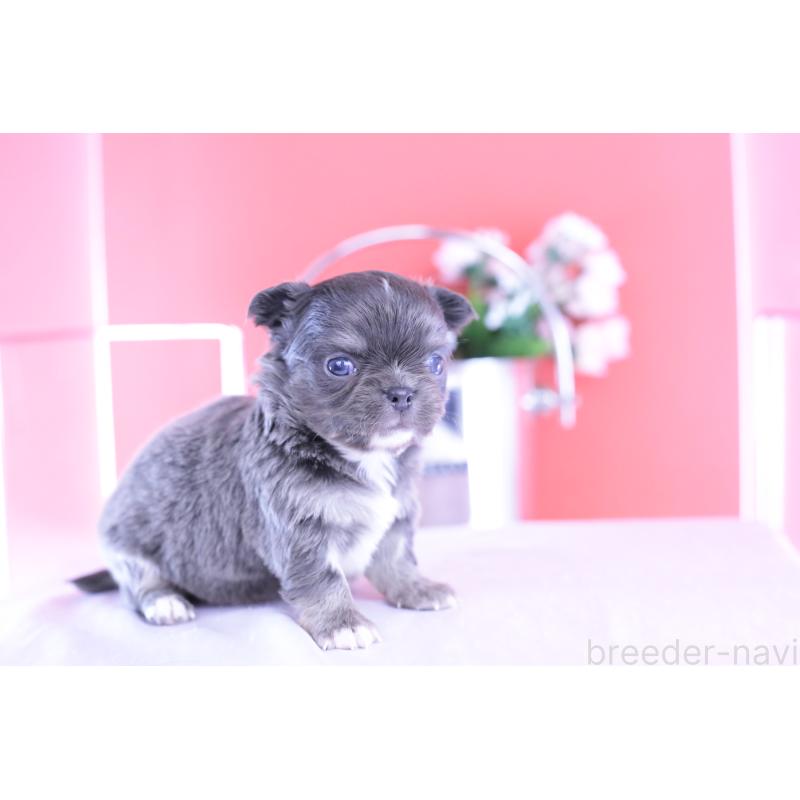 販売中の愛知県のチワワ(ロングコート)-426219の7枚目