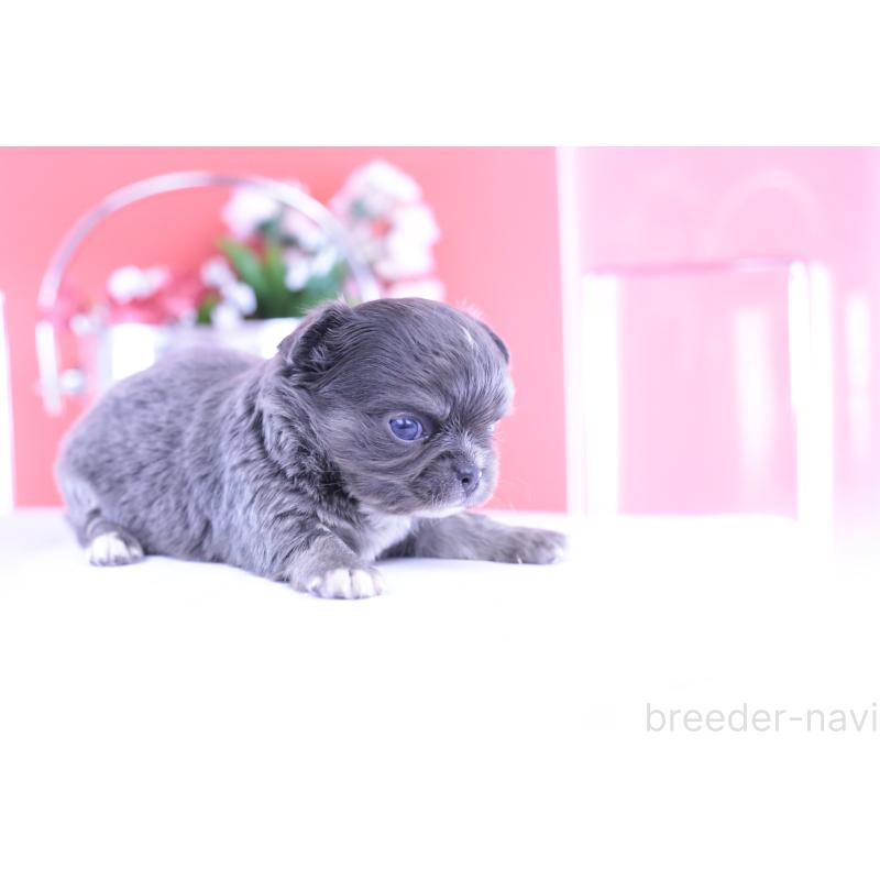 販売中の愛知県のチワワ(ロングコート)-426219の2枚目