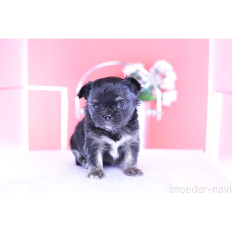 販売中の愛知県のチワワ(ロングコート)-426221の7枚目