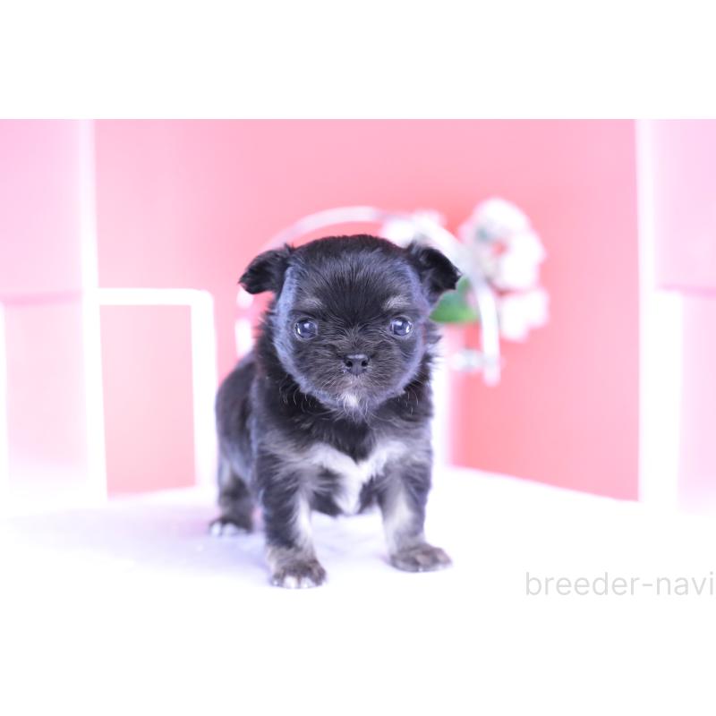 販売中の愛知県のチワワ(ロングコート)-426221の4枚目