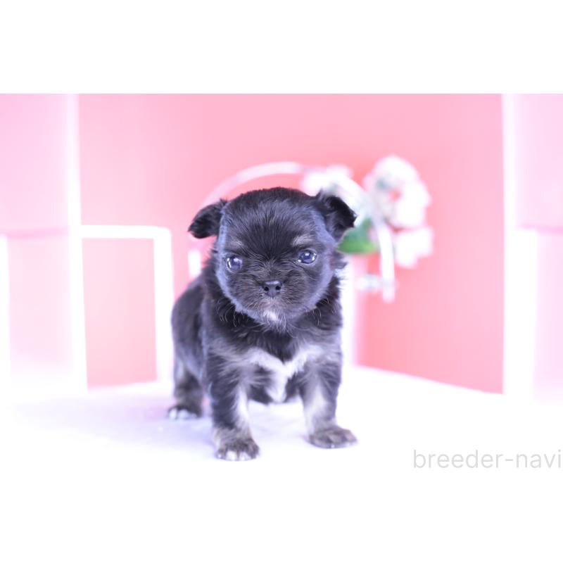 販売中の愛知県のチワワ(ロングコート)-426221の3枚目