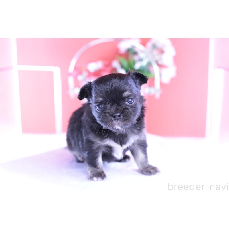 販売中の愛知県のチワワ(ロングコート)-426221の2枚目